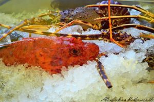 alexandras-restaurant-kastellorizo-logo-food-sea-02